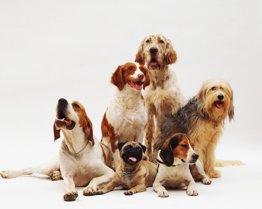 grupo de perros[1]