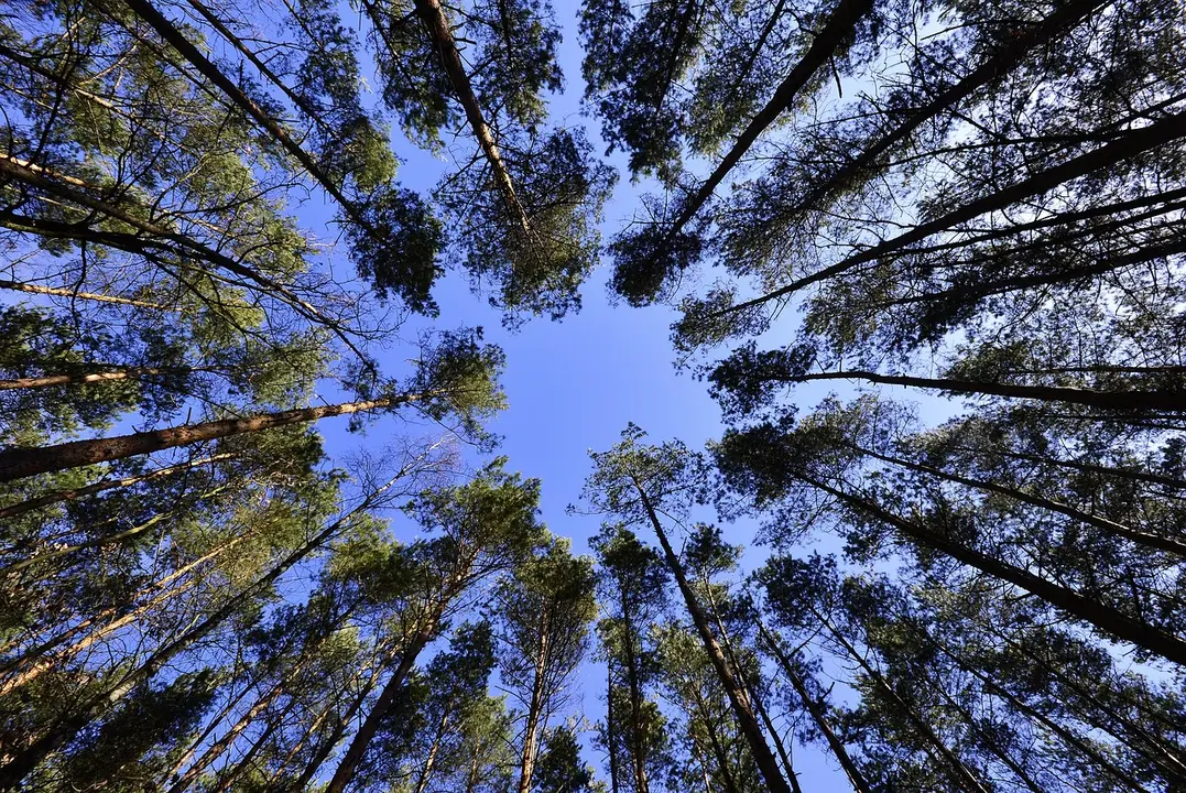 &Aacute;rbol, &aacute;rboles, bosque
