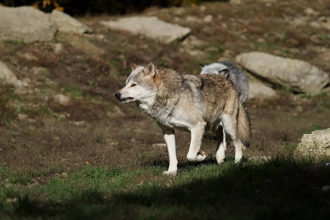 wolf-2892025_1280