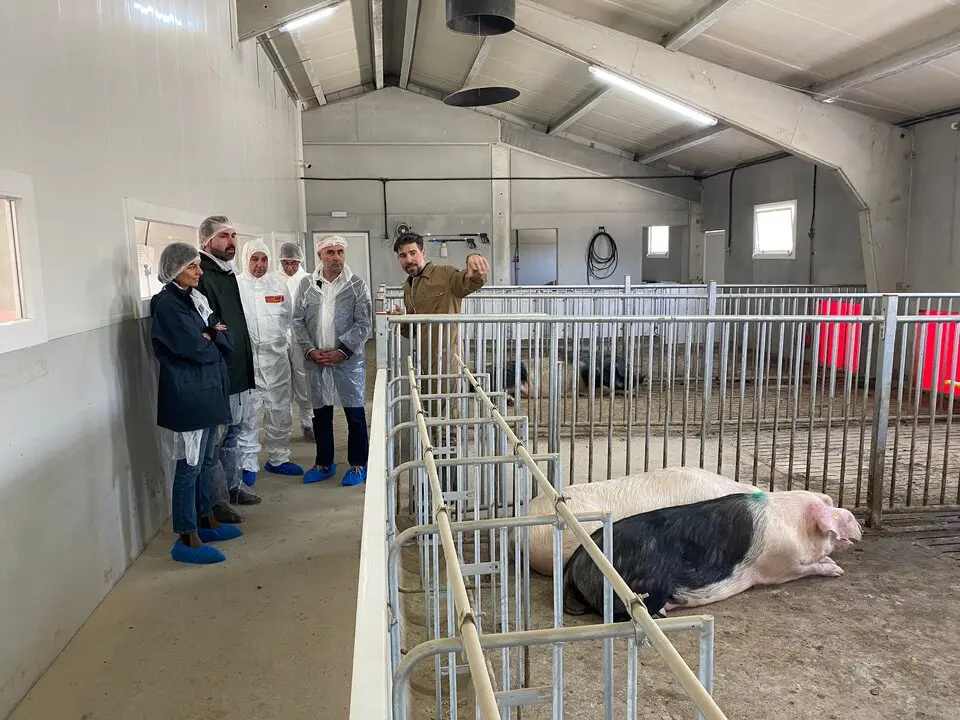 FOTO GPP visita explotación porco celta Teijeiro (1).JPG