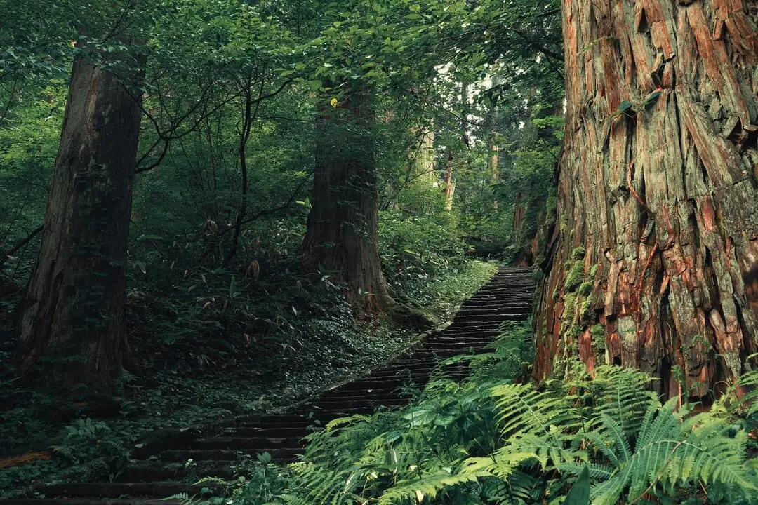 Árboles, escaleras, bosque, helechos, ruta