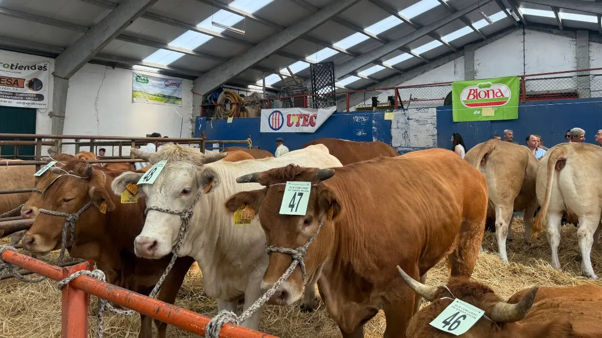 A Fonsagrada concurso vacún