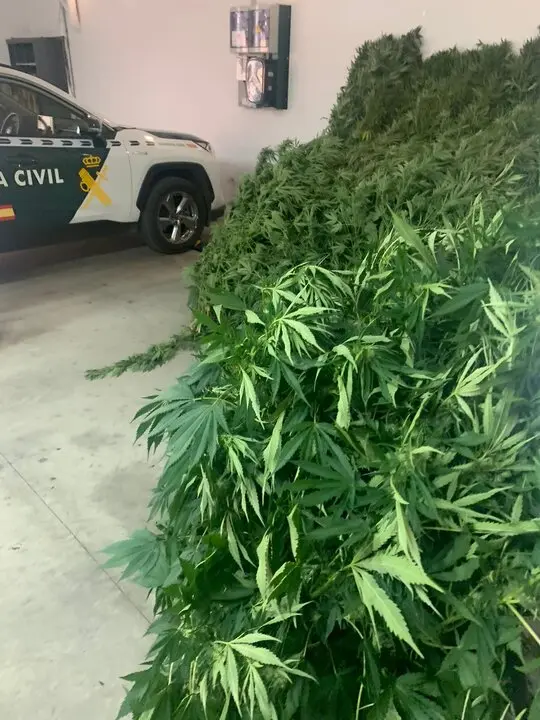 Cannabis en Ribas de Sil