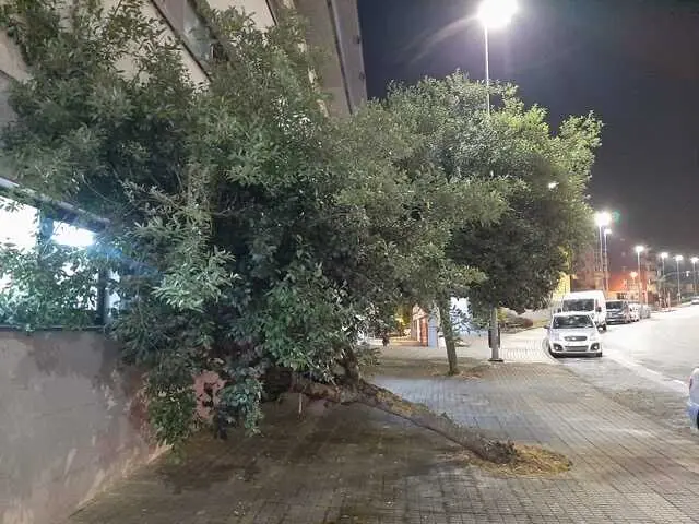Los &aacute;rboles ca&iacute;dos en el entorno de la residencia Mi Campus