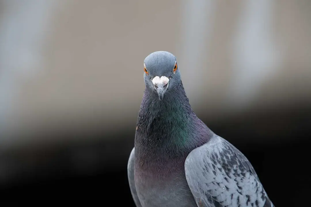 dendoktoor-dove-7230674