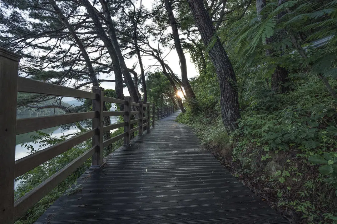 Paseo fluvial, r&iacute;o, camino, bosque, &aacute;rboles