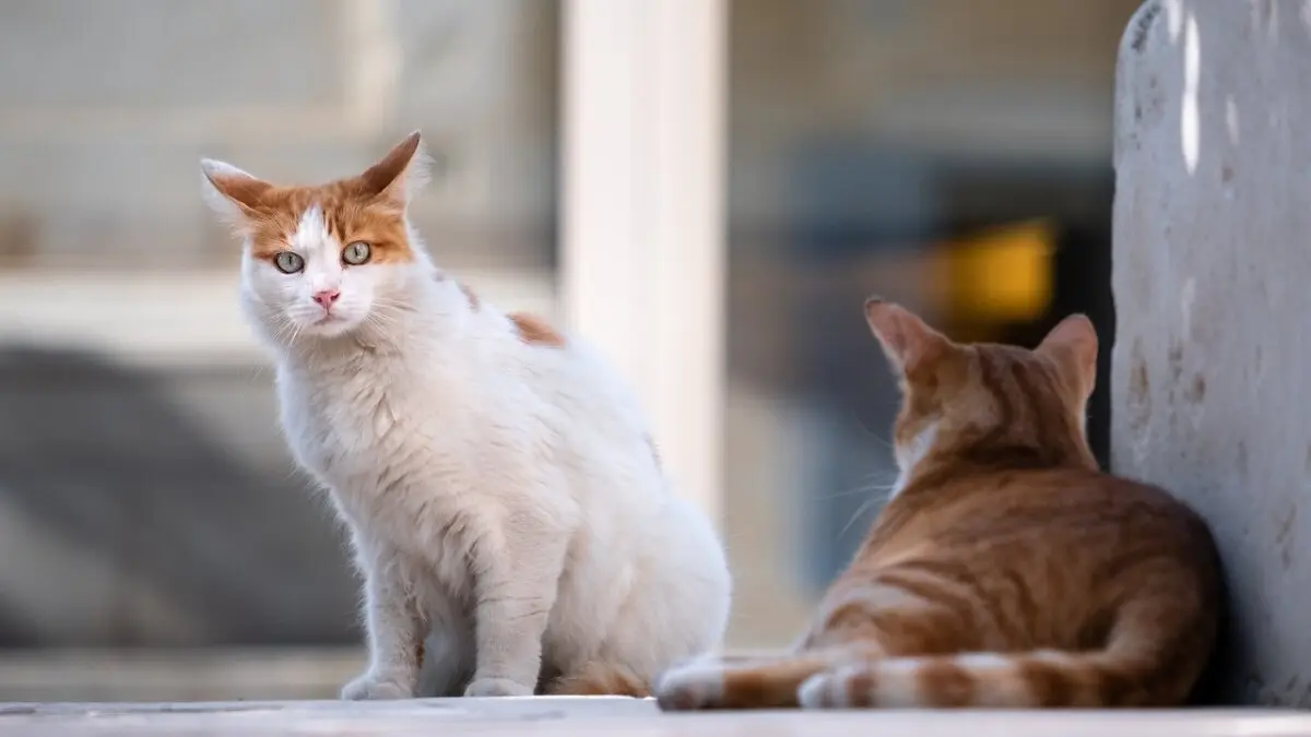 gatos