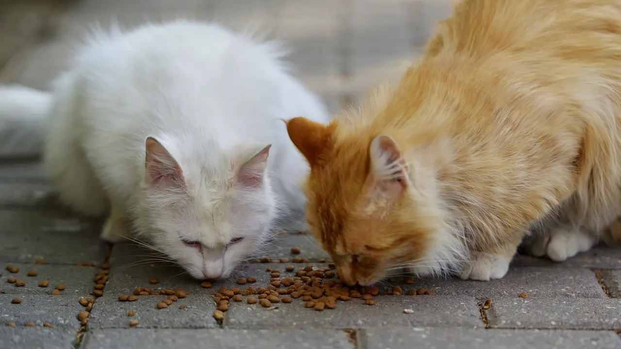 Gatos abandonados Pixabay