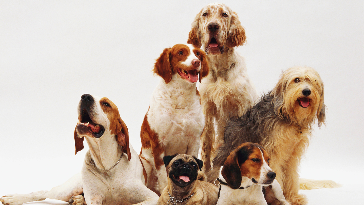 grupo de perros[1]