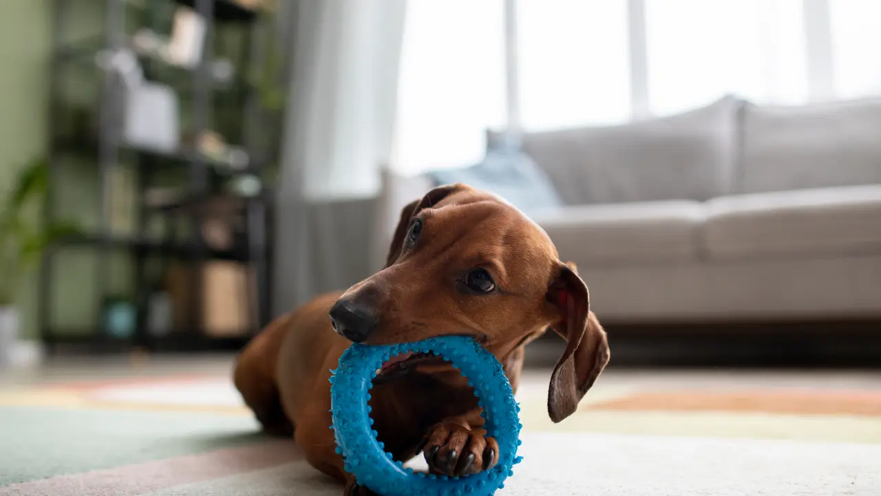 Mascota, chucho, perro, juguete