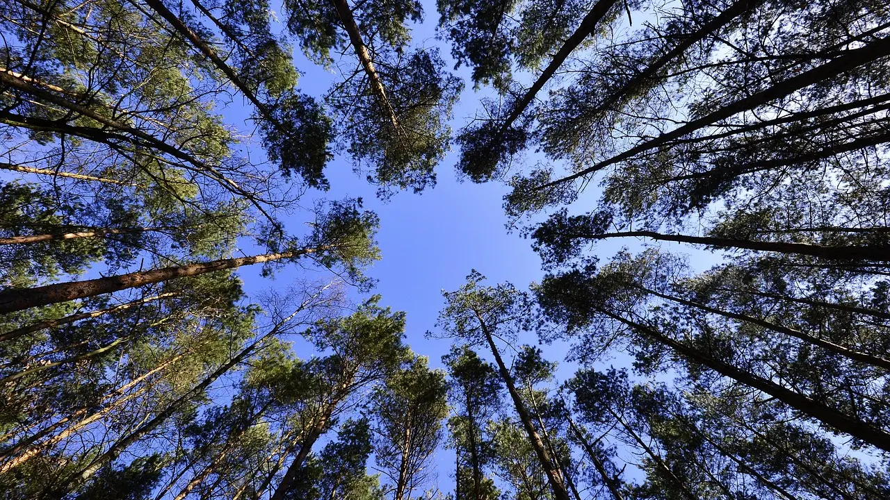 &Aacute;rbol, &aacute;rboles, bosque