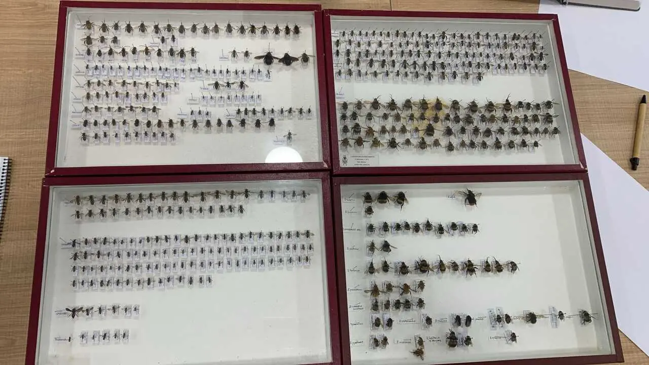 Inventario polinizadores Asociaci&oacute;n Corripa