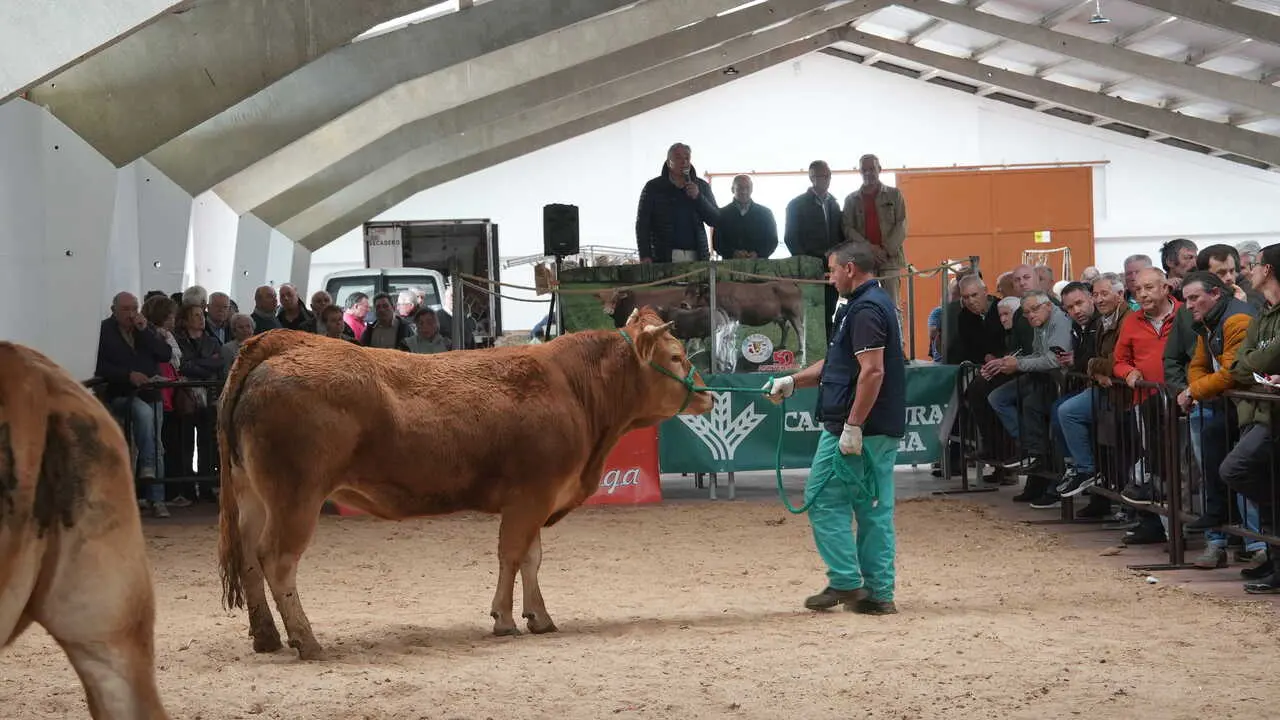 210426 Poxa Pedrafita do Cebreiro 2