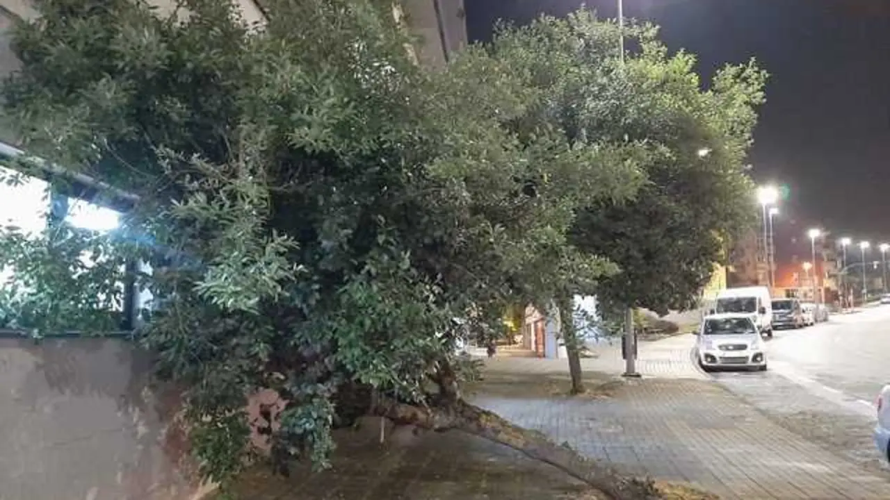 Los &aacute;rboles ca&iacute;dos en el entorno de la residencia Mi Campus