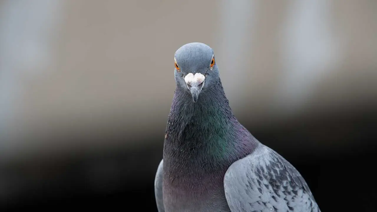 dendoktoor-dove-7230674
