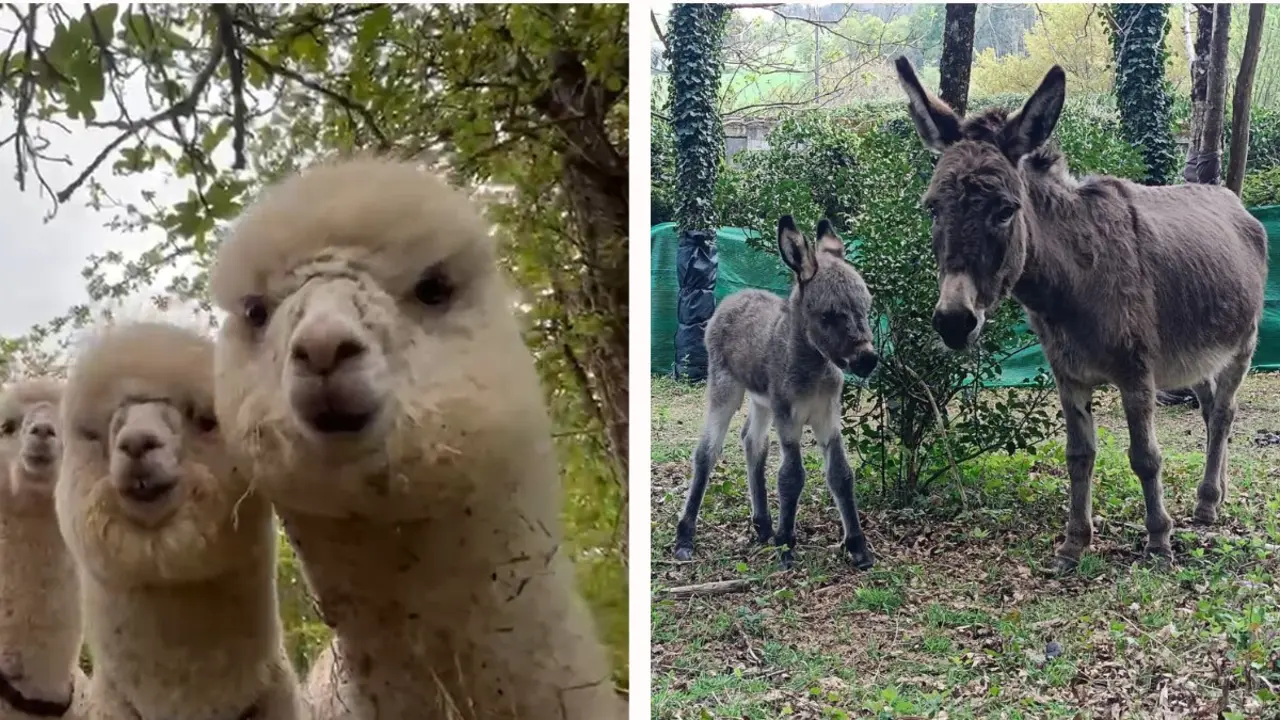 alpacas y burros
