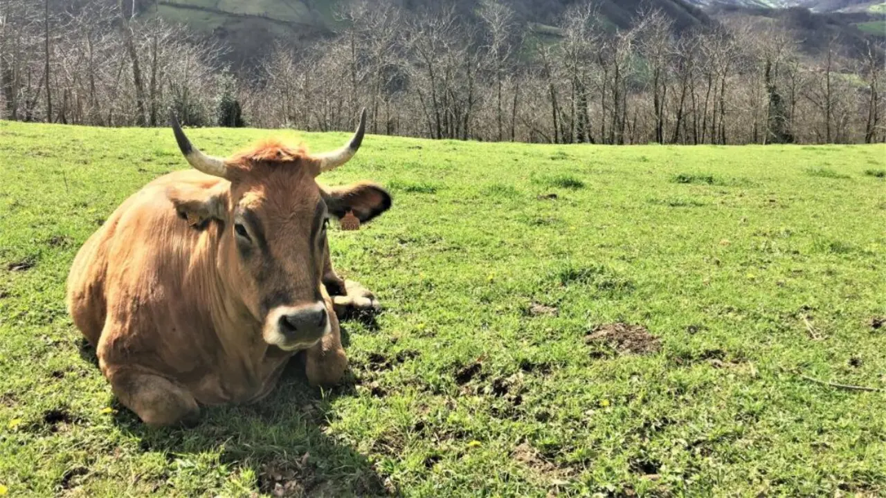 vaca