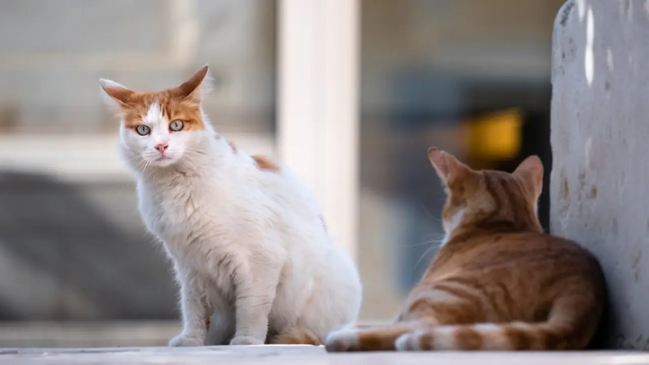 gatos