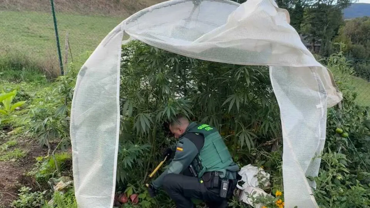 La Guardia Civil investiga a un vecino de As Nogais por un presunto delito contra la salud p&uacute;blica