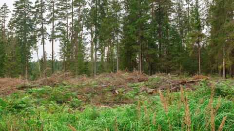 masa forestal bosque limpia