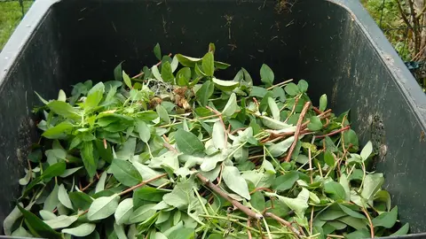 Compost, compostaje.