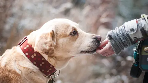 Perro, can, chucho, mascota.