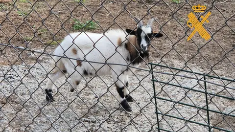 Cabra de un vecino de Lugo investigado por maltrato animal