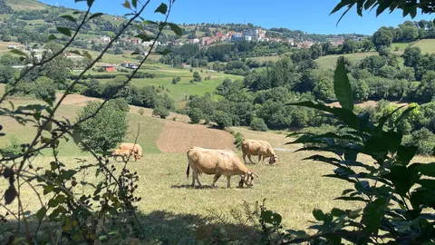 vacas