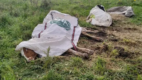 Dos reses sacrificadas en Chantada tras un supuesto delito de maltrato animal