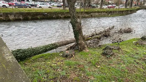 Árbores no río en Sarria