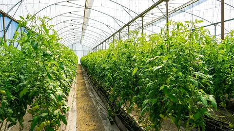 Huerta, tomates, plantación