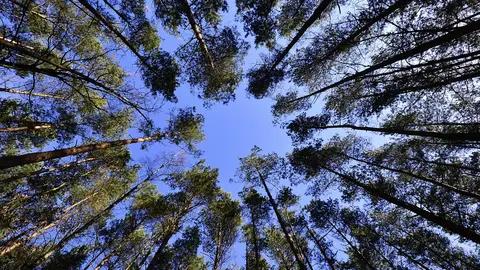 &Aacute;rbol, &aacute;rboles, bosque