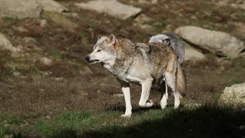 wolf-2892025_1280
