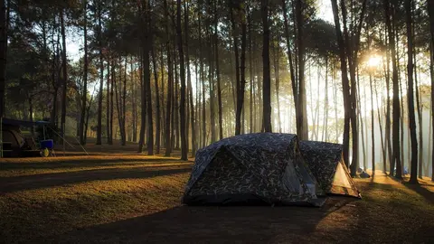 Acampada, bosque, campaña, tienda, dormirla a la intemperie, pazpino