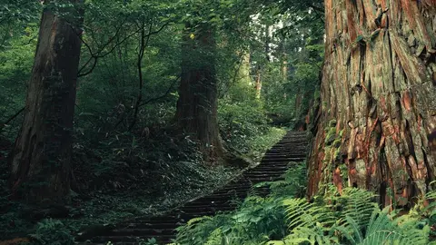 Árboles, escaleras, bosque, helechos, ruta