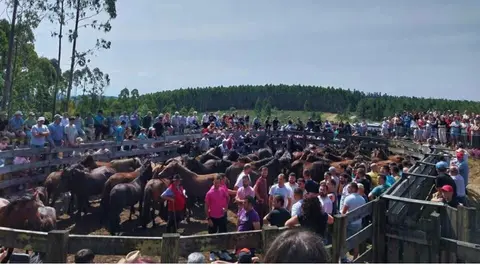 Friol rapa das bestas