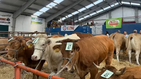 A Fonsagrada concurso vacún