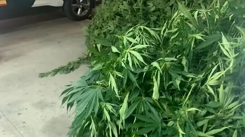 Cannabis en Ribas de Sil