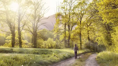 Camino, paseo, descanso, bosque, naturaleza