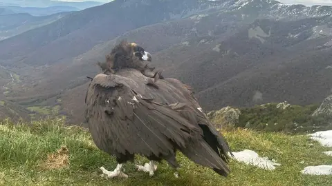 20251209 VoitreNegroLiberadoAncares2