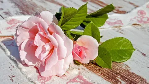 Rosas, flores, amor, san valent&iacute;n