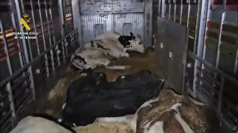 Operaci&oacute;n Leiteira, de la Guardia Civil