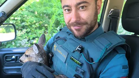 La Guardia Civil rescat&oacute; un corcino desorientado en Becerre&aacute;