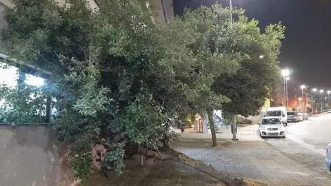 Los &aacute;rboles ca&iacute;dos en el entorno de la residencia Mi Campus