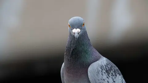 dendoktoor-dove-7230674