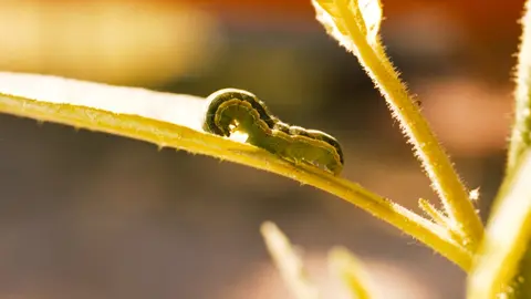 La Spodoptera exigua.