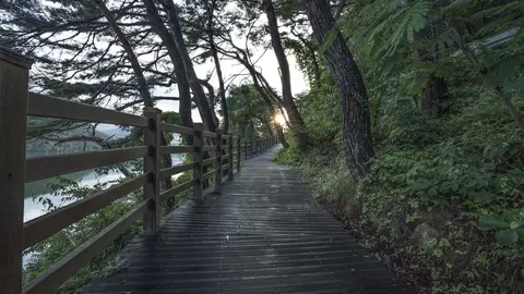 Paseo fluvial, r&iacute;o, camino, bosque, &aacute;rboles