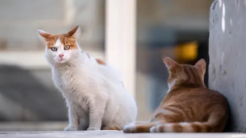 gatos