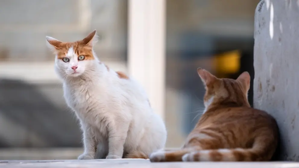 gatos